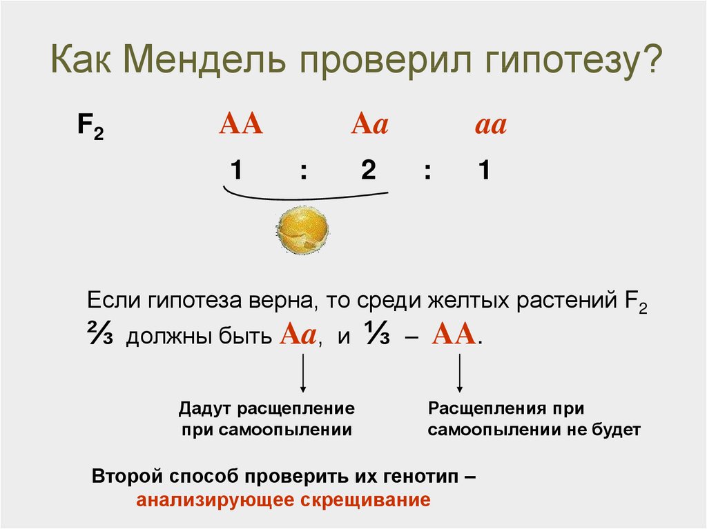 Суть расщепления