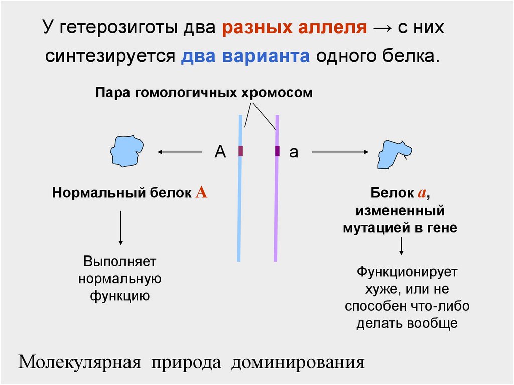 Гетерозигота у ребенка