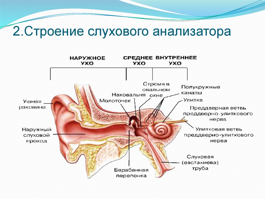 Особенности строения слуховой трубы какую функцию выполняет. Строение строение слухового анализатора. Схема слухового анализатора анатомия. Основная структура анализатора слухового. Строение слуховоготанализатора.