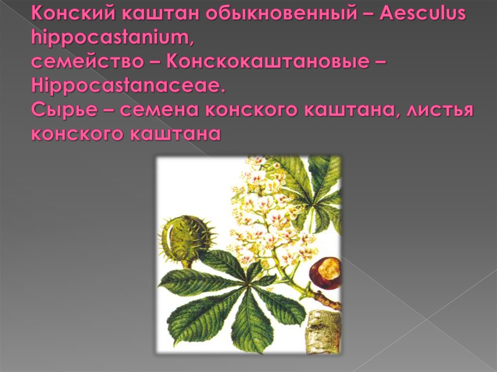 Конский каштан обыкновенный – Aesculus hippocastanium, семейство – Конскокаштановые – Hippocastanaceae. Сырье – семена конского