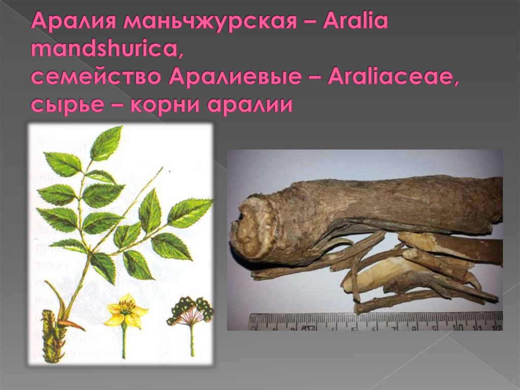 Аралия маньчжурская – Aralia mandshurica, семейство Аралиевые – Araliaceae, сырье – корни аралии