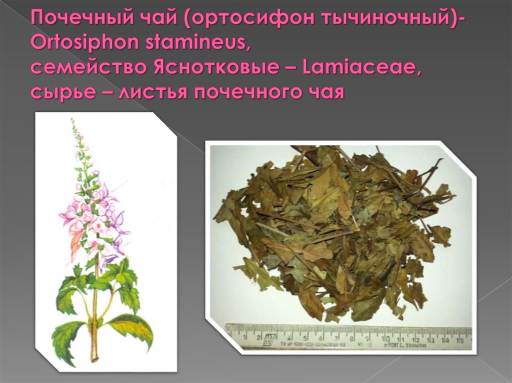 Почечный чай (ортосифон тычиночный)- Ortosiphon stamineus, семейство Яснотковые – Lamiaceae, сырье – листья почечного чая