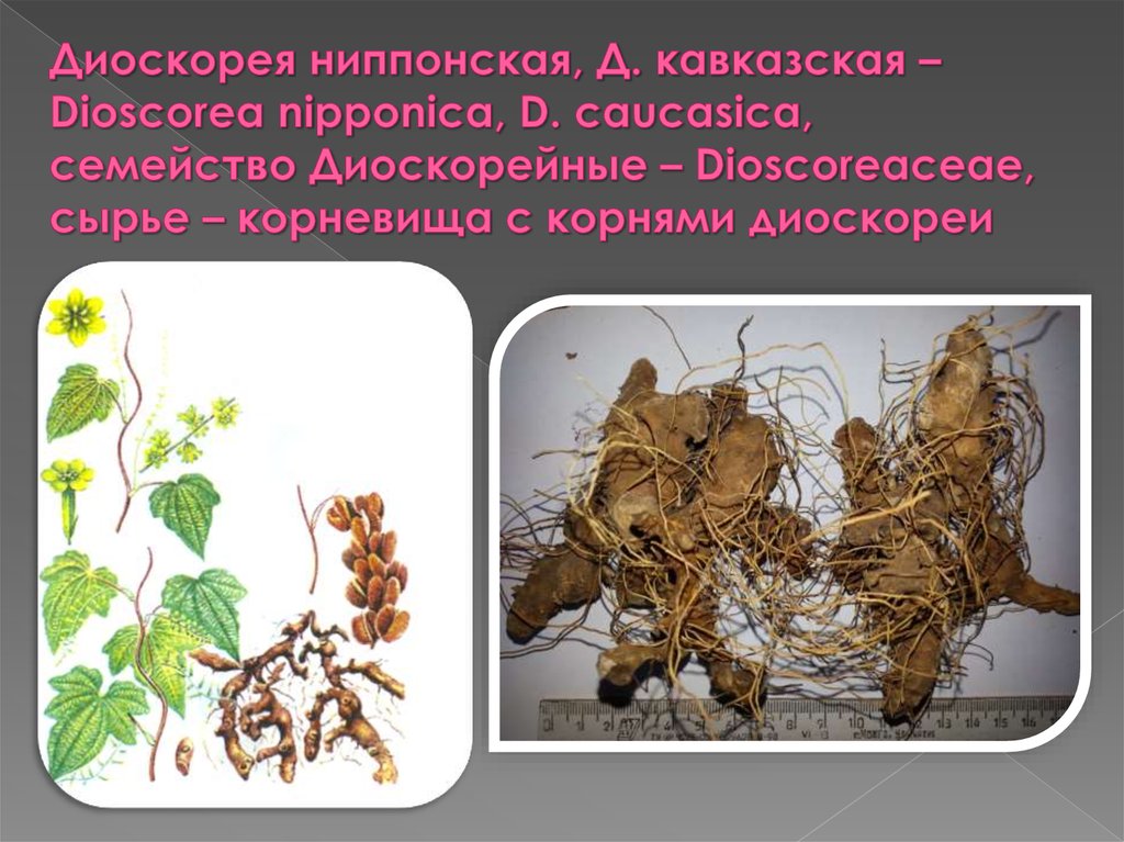 Диоскорея ниппонская, Д. кавказская – Dioscorea nipponica, D. caucasica, семейство Диоскорейные – Dioscoreaceae, сырье –