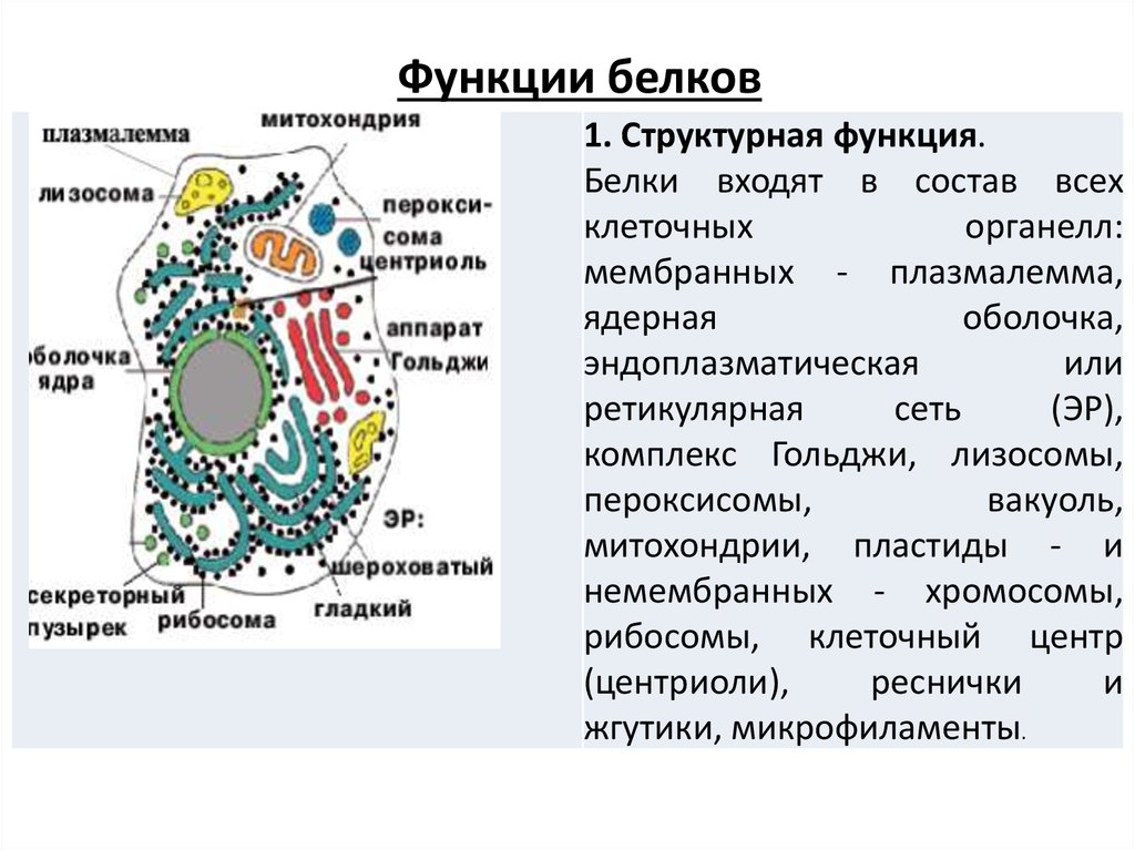 1 5 функции белков