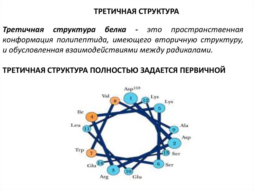 Третичный белок функции