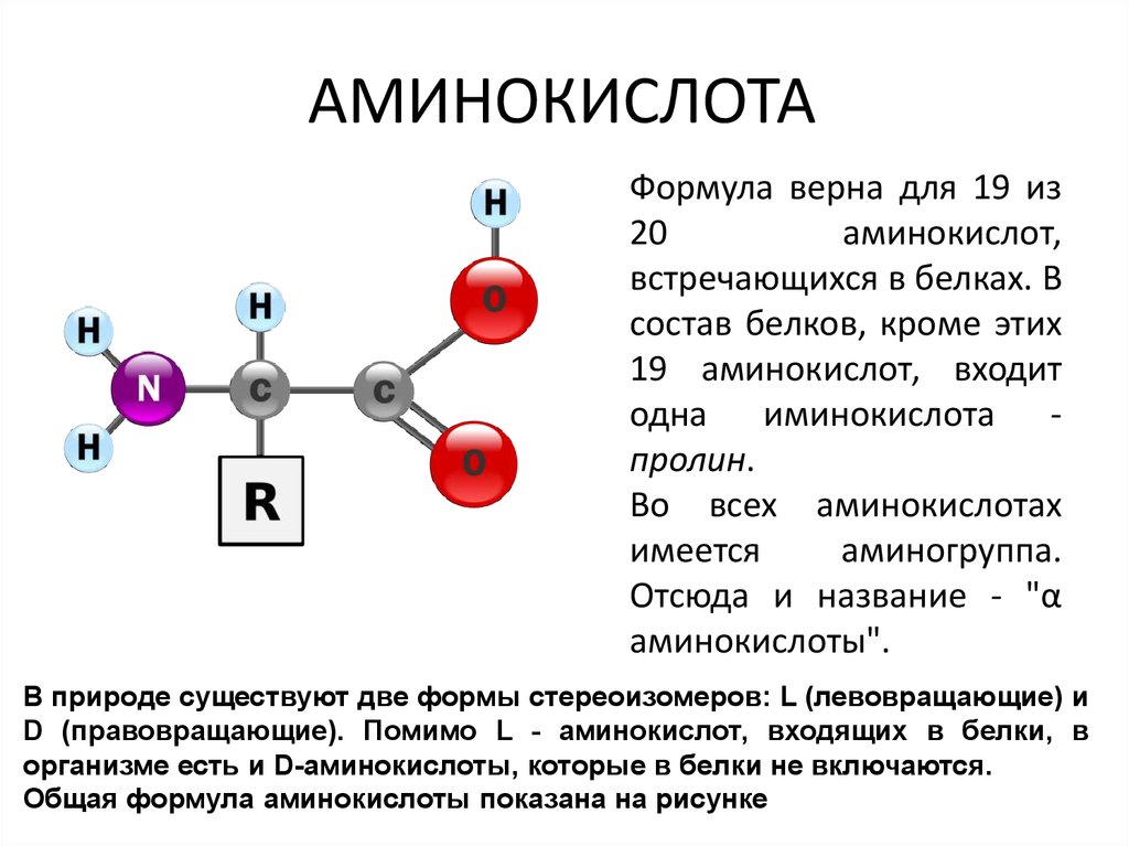 Гца аминокислота. Общая структура α-аминокислот. Бета аминокислоты формула. Основная формула аминокислот. Бета аминокислота общая формула.