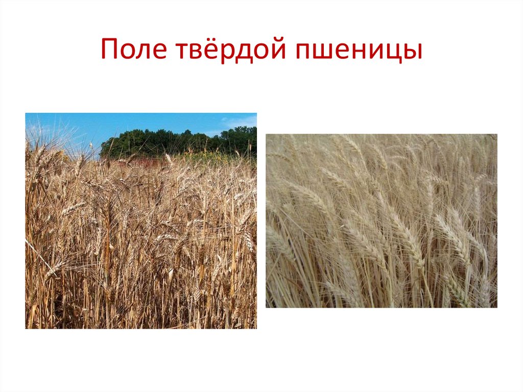 Поле твёрдой пшеницы