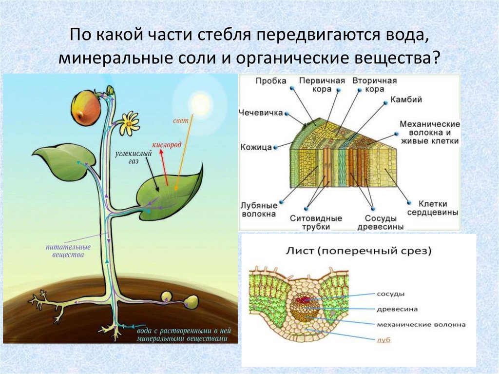 Проводящие элементы воды и минеральных солей. Схема передвижения питательных веществ по растению. По какой части стебля передвигаются органические вещества. Передвижение по стеблю органических веществ. Передвижение веществ у растений.