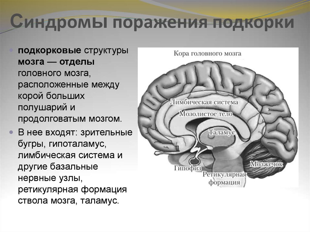 Головного мозга и корковый. Лимбическая система корковые и подкорковые структуры. Функции подкорковых структур мозга. Подкорковые функции головного мозга.