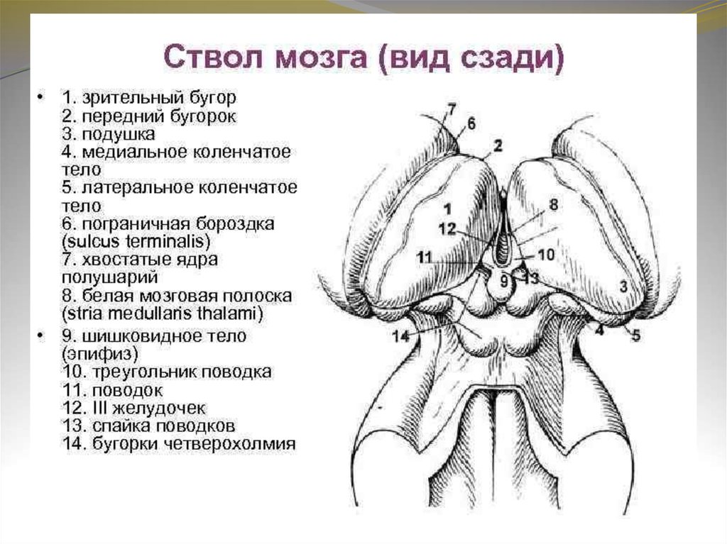 Спайка поводков. Промежуточный мозг вид сбоку. Пограничная пластинка промежуточного мозга. Пограничная борозда промежуточного мозга.