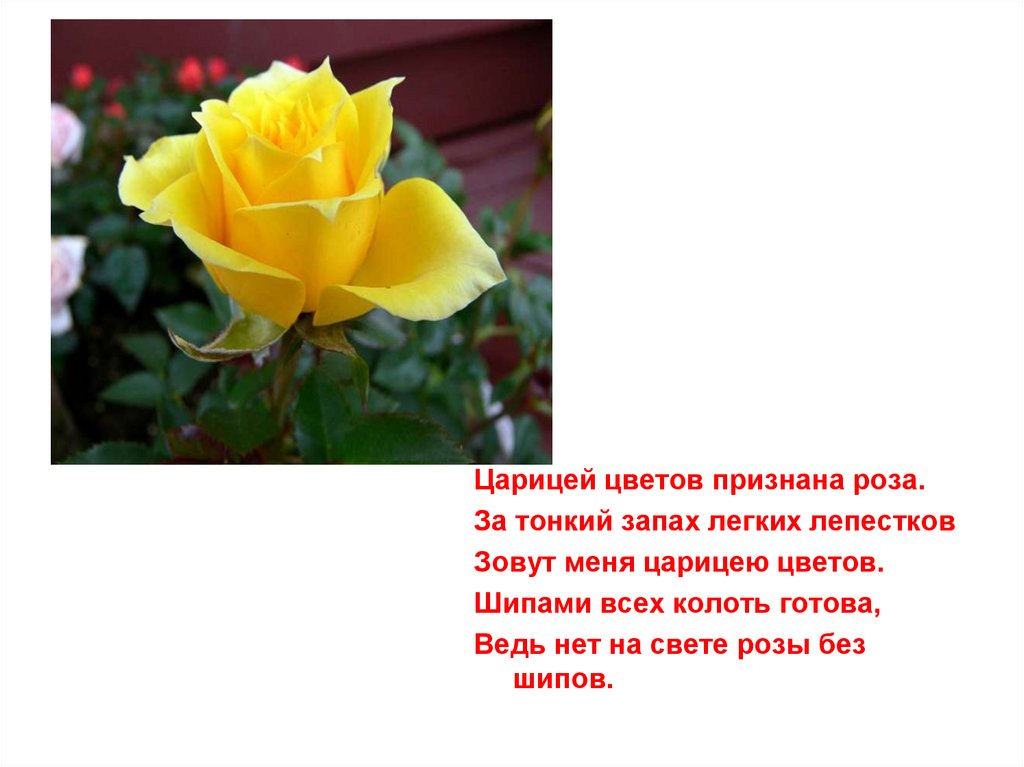 Роза руфит желтая фото и описание