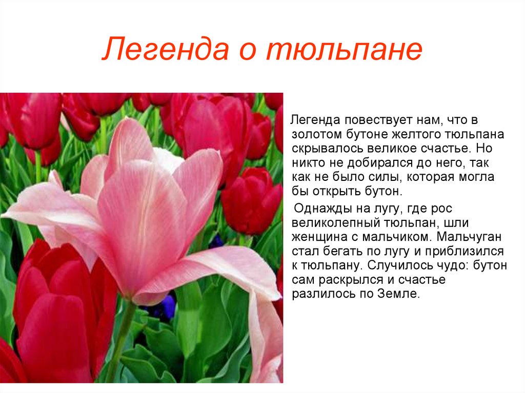 Легенда о тюльпане