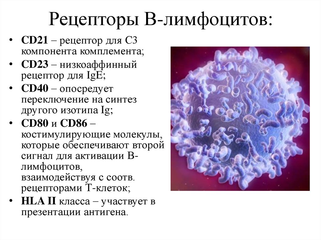 Лимфоциты структура. В-лимфоциты классификация, рецепторный аппарат.. Характеристика рецепторов b лимфоцитов. Рецепторный аппарат б лимфоцитов. Строение рецептора t лимфоцитов.