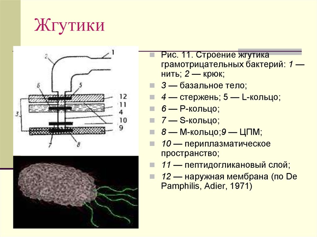 Жгутиковая бактерия фото