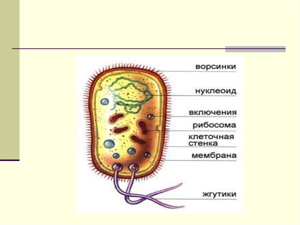 Для клетки прокариот характерно. Функция нуклеоида бактериальной клетки. Нуклеоид бактериальной клетки. Нуклеоид строение и функции.