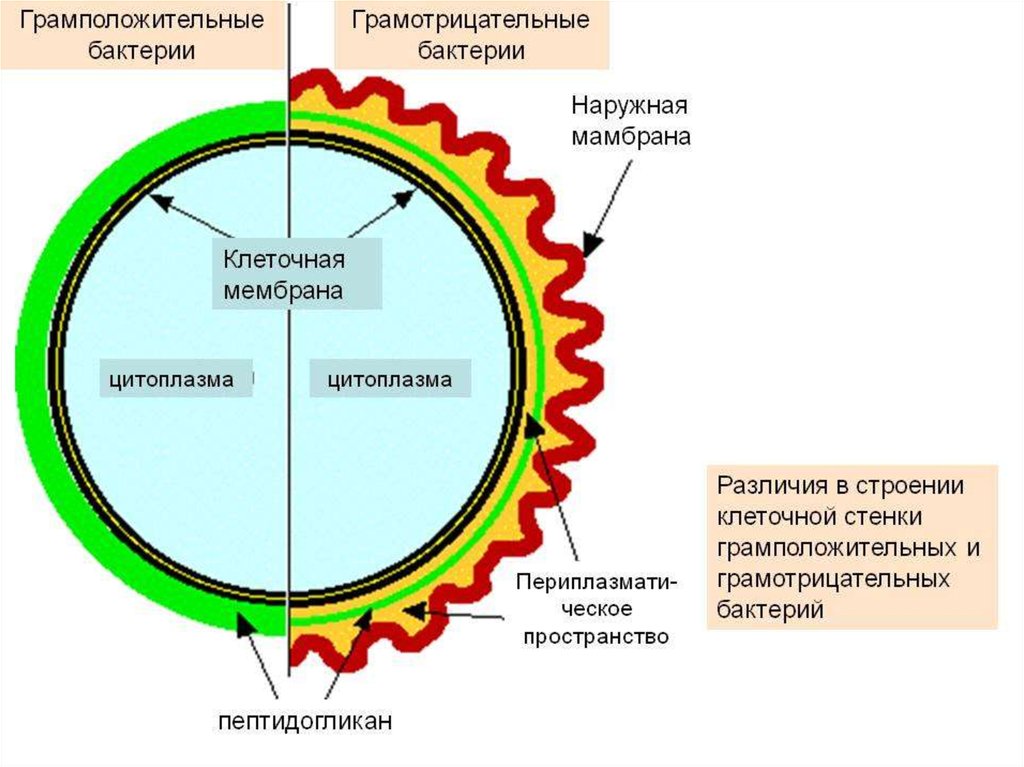 Чем различается строение. Строение грамположительных и грамотрицательных бактерий. Таблица грамположительных и грамотрицательных. Клеточная стенка бактерий грамположительные и грамотрицательные. Строение грамм отрицательные бактерии.