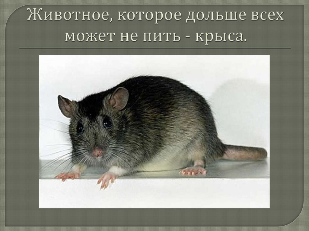 Животное, которое дольше всех может не пить - крыса.