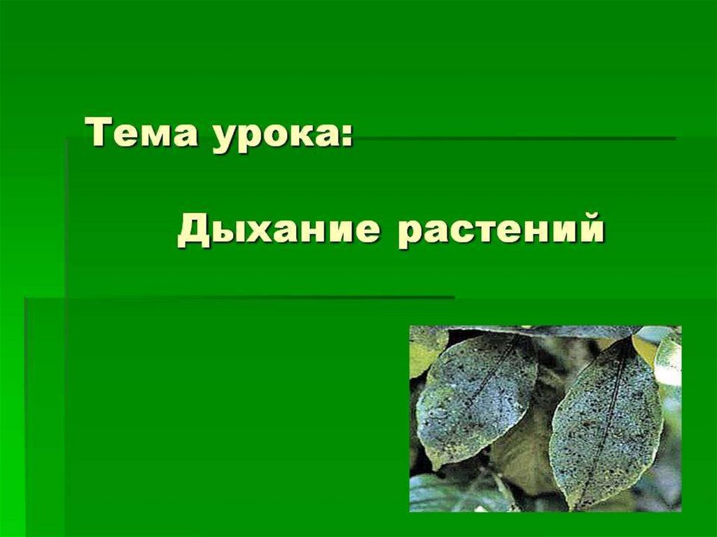 Дыхание животных 6 класс биология. Дыхательные органы растений. Способ дыхания растений. Дыхание растений презентация. Процесс жизнедеятельности растений дыхание.