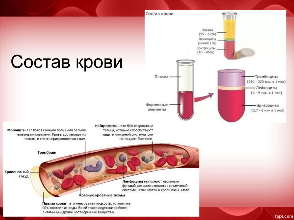 Состав белков плазмы крови входят
