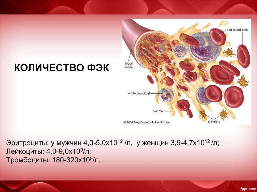 Кровь физиология презентация