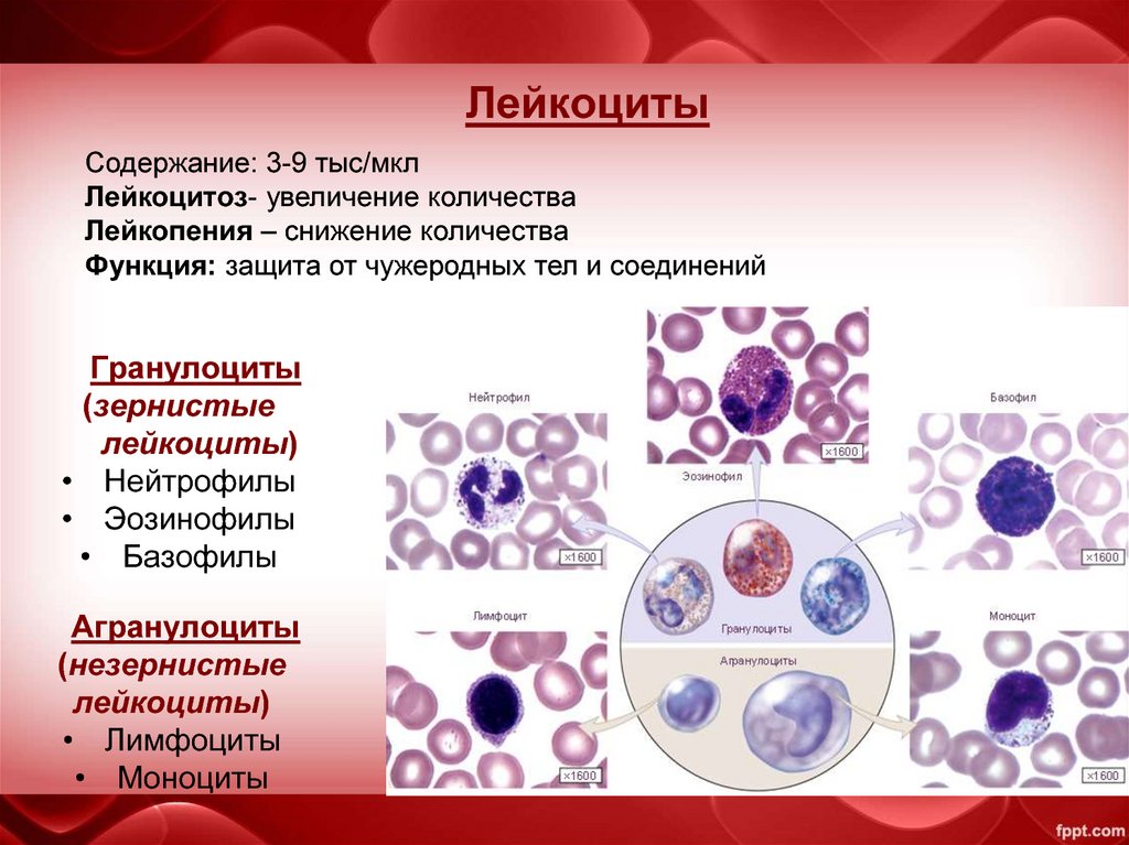 4 лейкоцитоз. Агранулоциты лимфоциты моноциты. Гранулярные лейкоциты эозинофил. Лейкоциты нейтрофилы лимфоциты. Эозинофилы лейкоцитарная формула.