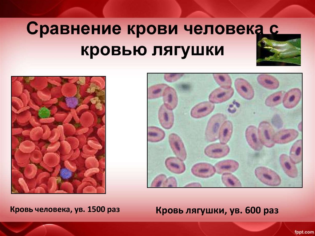 Рисунок эритроцита человека. Строение клетки эритроцита лягушки. Строение клетки крови лягушки под микроскопом. Клетка эритроцита лягушки. Клетки крови эритроциты лягушки.