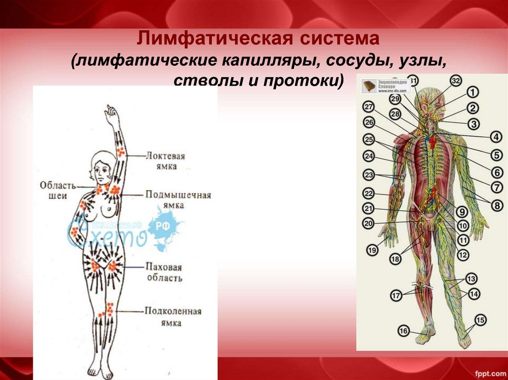 Строение лимфатической системы сосуда. Лимфатическая система лимфатические узлы. Лимфатическая система схема капилляры узлы. Схема лимфатическая система лимфатические сосуды. Лимфатическая система сосуды стволы протоки.