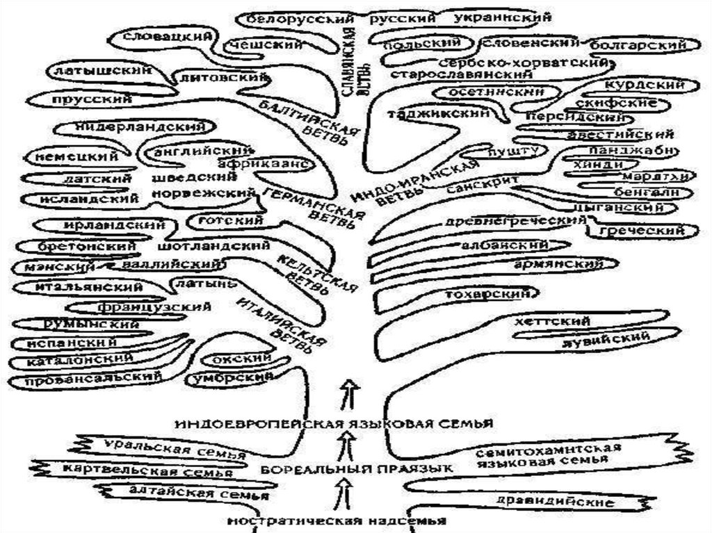 Индоевропейские ветви. Родословное Древо индоевропейских языков. Индоевропейская языковая семья схема. Генеалогическая классификация языков дерево.