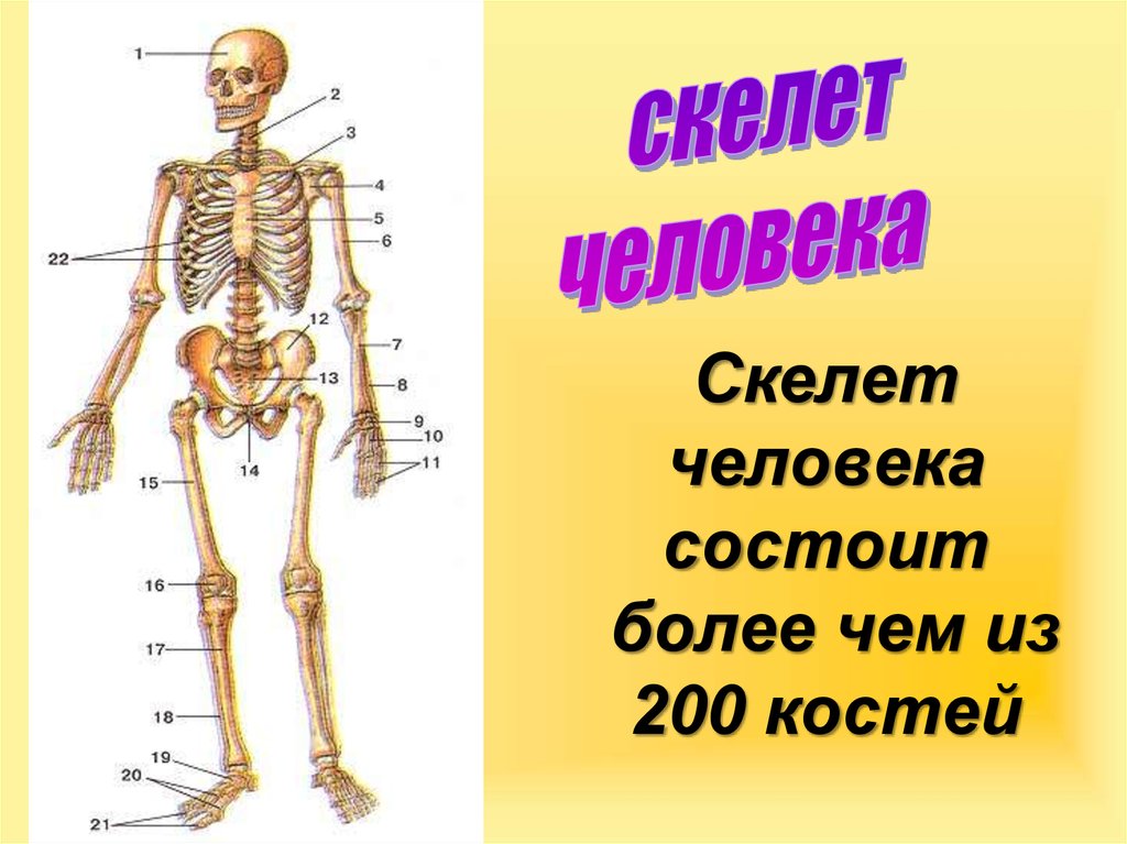 Подпишите названия костей скелета. Скелет человека. Кости скелета человека. Скелет человека с названием костей. Подписать части скелета человека.