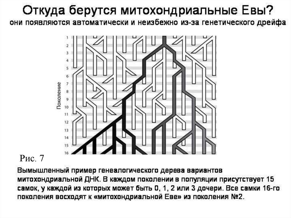 Митохондриальная ева и y хромосомный адам презентация