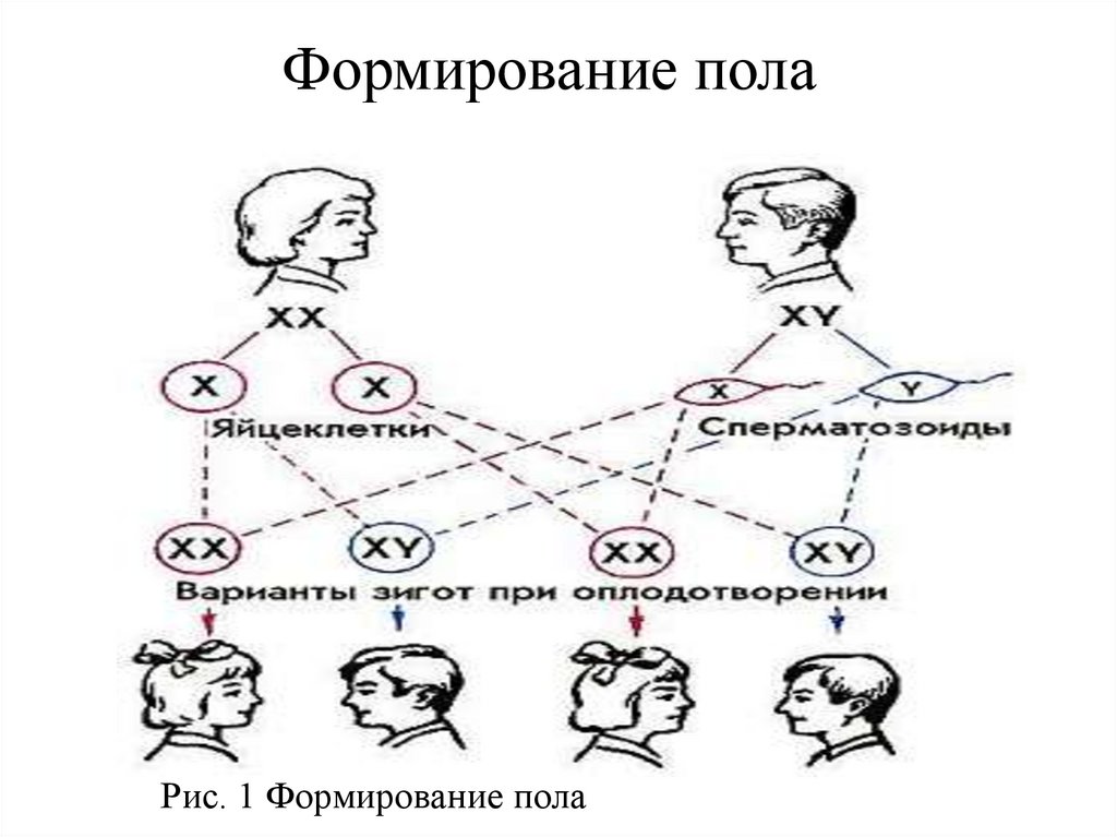 Определение пола человека происходит