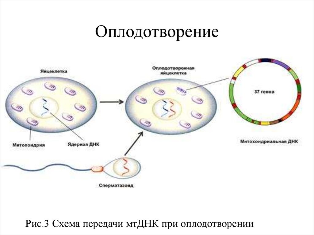 Митохондриальная ева и y хромосомный адам презентация