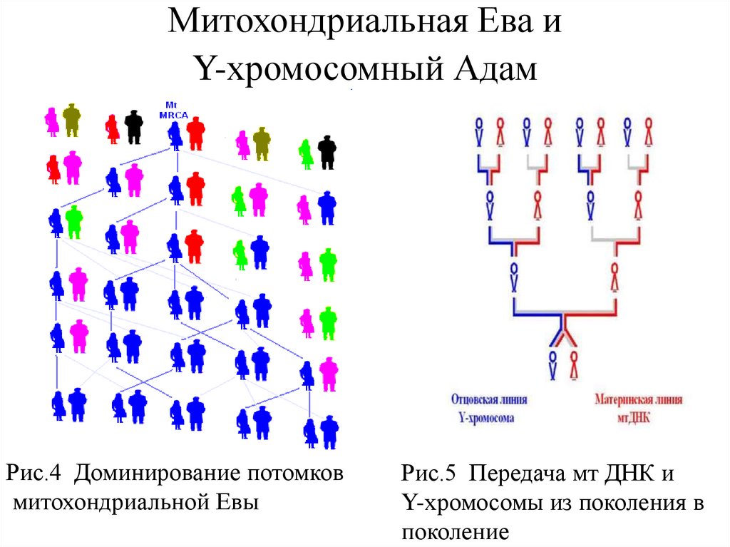 Митохондриальная ева и y хромосомный адам презентация