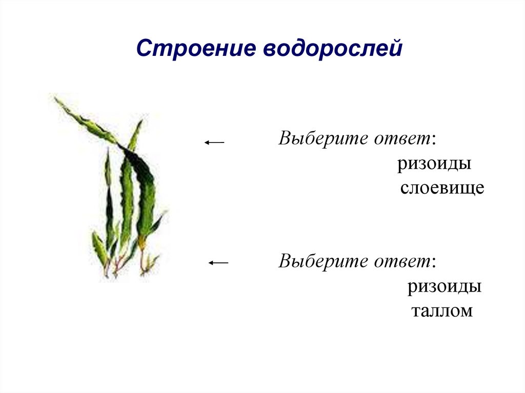 Водоросли имеют ризоиды. Строение тела водорослей. Внешнее строение водорослей. Ламинария строение. Из чего состоят водоросли.