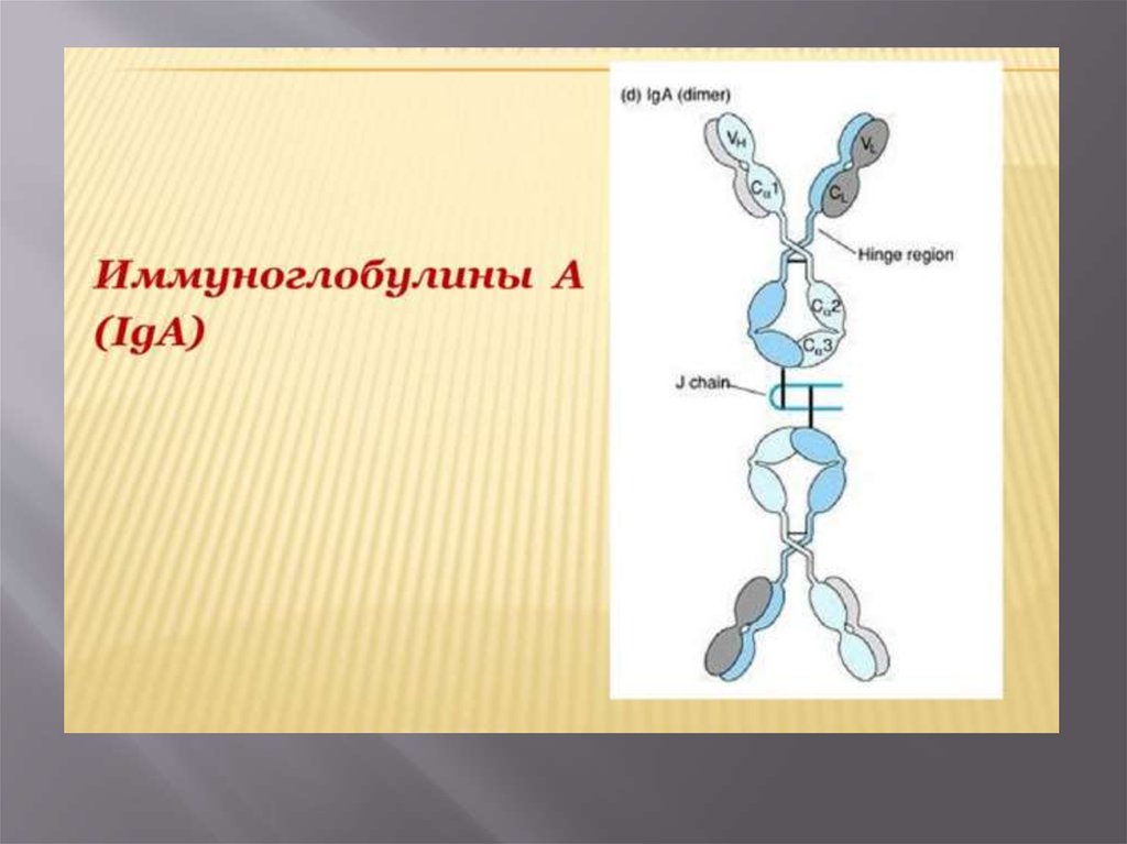 Какой орган синтезирует антитела