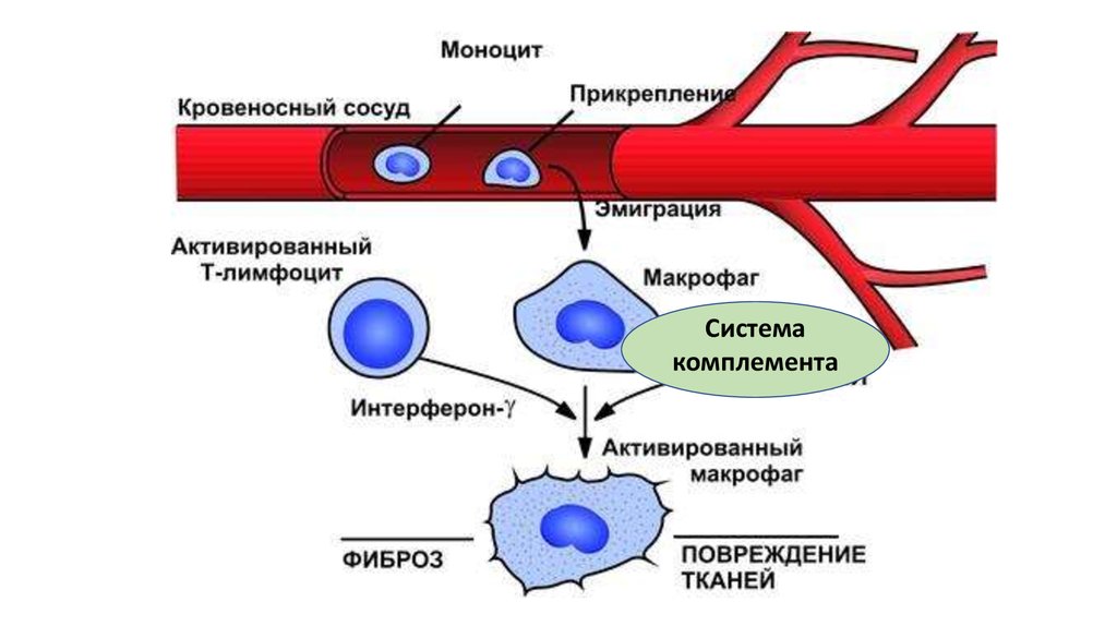 Роль макрофагов. Макрофаги микробиология. Фагоциты и лимфоциты. Схема развития макрофагов. Роль макрофагов в хроническом воспалении.