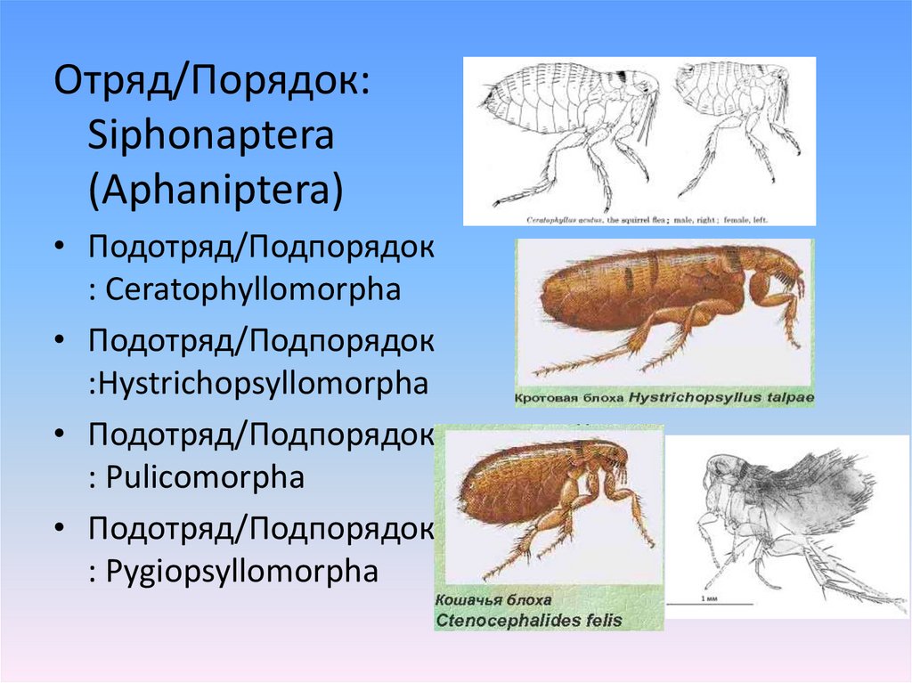 Отряд блохи презентация