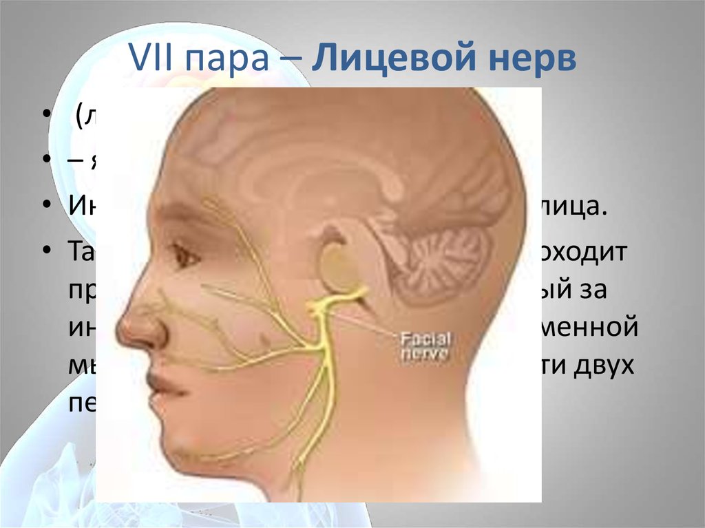 2 лицевой нерв. 7 Лицевой нерв. 7 Пара лицевой нерв. VII пара лицевой нерв иннервирует.