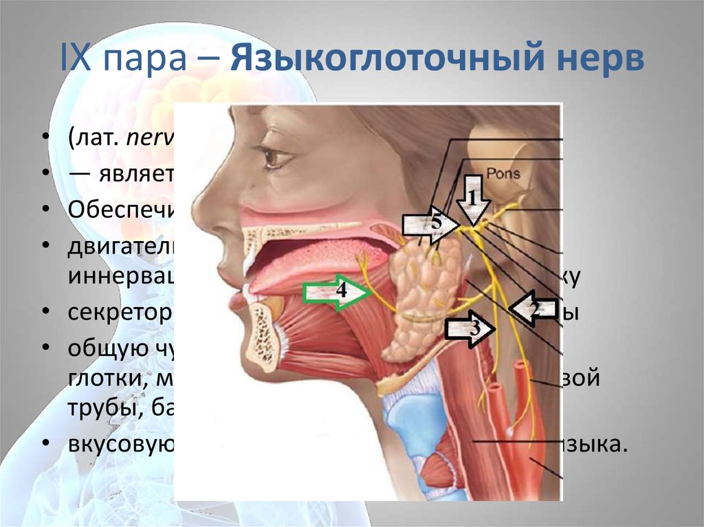 Неприятный нерв. Миндаликовая ветвь языкоглоточного нерва. Языкоглоточный нерв (IX). IX пара, языкоглоточный нерв. Чувствительные узлы языкоглоточного нерва.