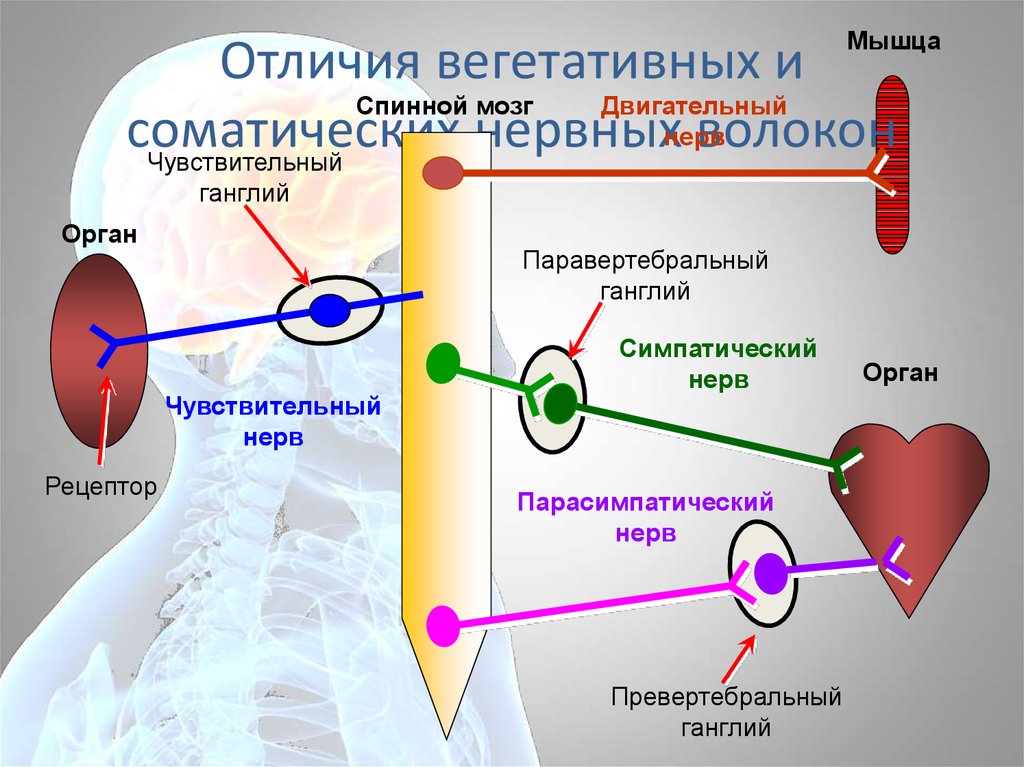 Иннервируемые органы соматической нервной. Периферическая и вегетативная нервная система. Вегетативные волокна.