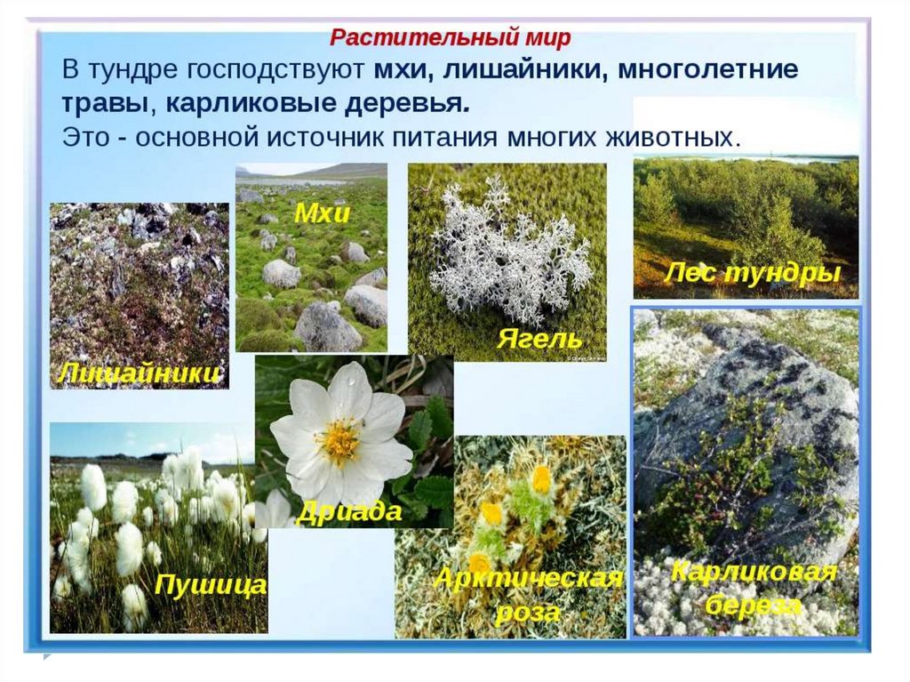 Какие растения растут в северной. Растения зоны тундры. Растительный мир тундры. Тундра животные и растения. Растительный мир тундры в России.