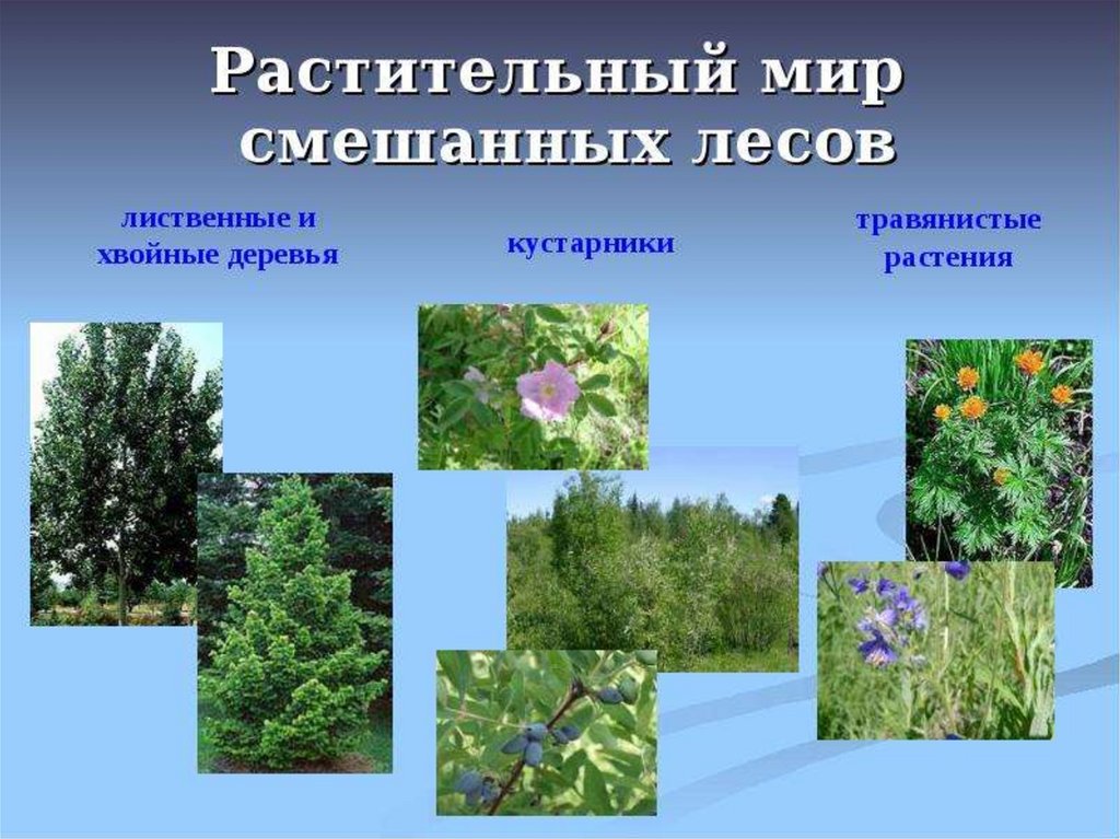 Какие растение относится к лесу