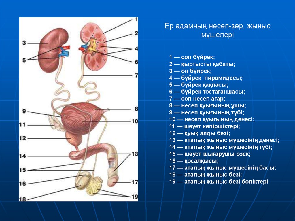 Әйел жыныс мүшелерінің қабыну аурулары презентация