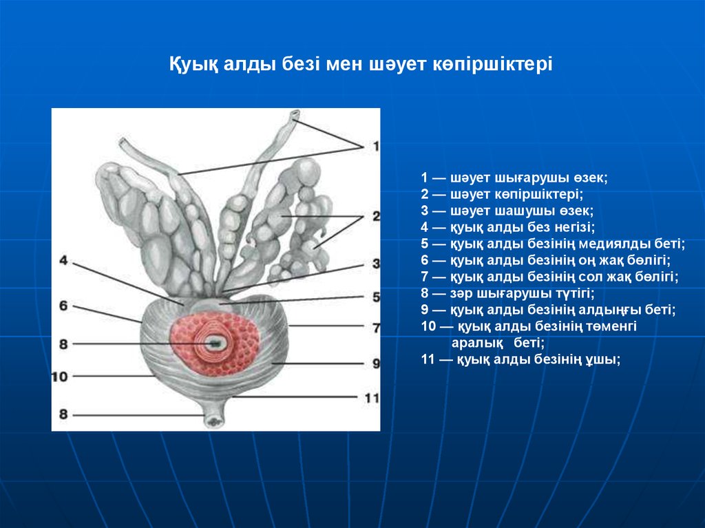 Әйел жыныс мүшелерінің анатомиясы презентация