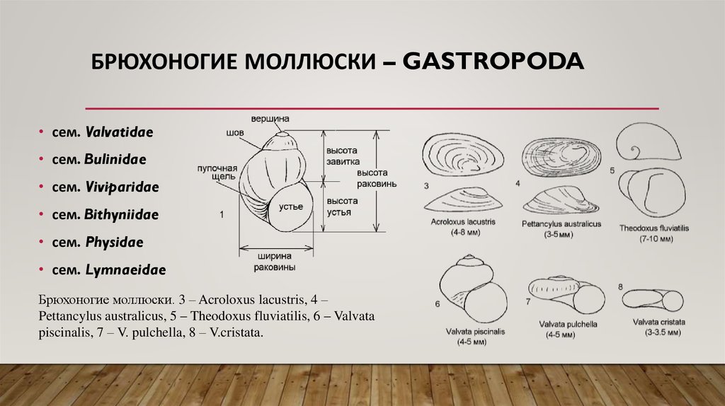 Значение брюхоногих моллюсков