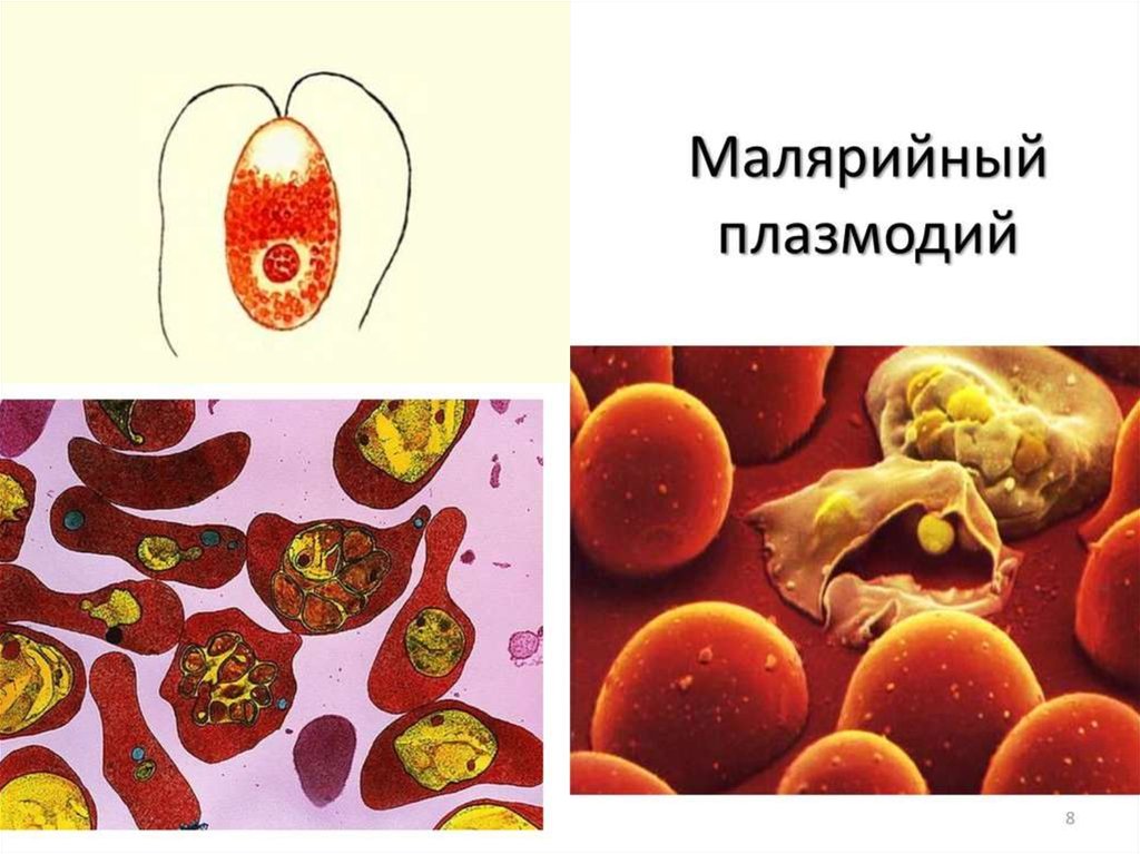 Малярийный плазмодий клетка. Малярийный плазмодий шизогония мерозоиты. Малярийный плазмододий. Стадии малярийного плазмодия. Шизогония плазмодия.