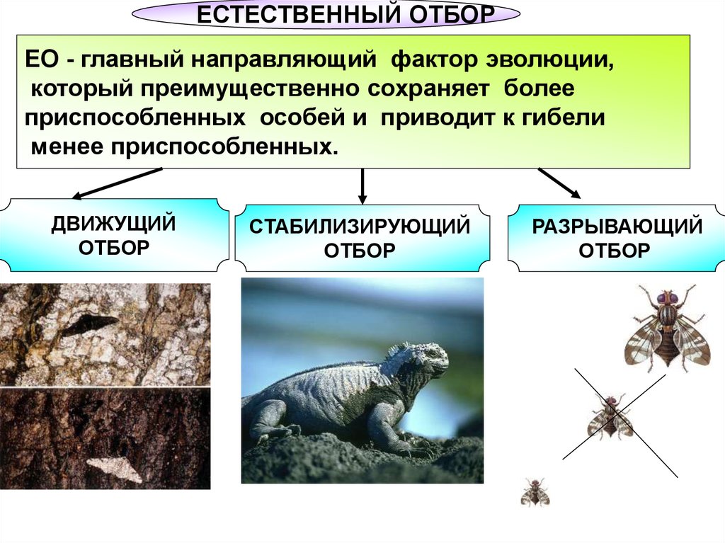 Естественный отбор ответы. Эволюционный фактор естественный отбор. Факторы эволюции естественный отбор. Факторы естественного отбора. Естественный отбор направляющий фактор эволюции.