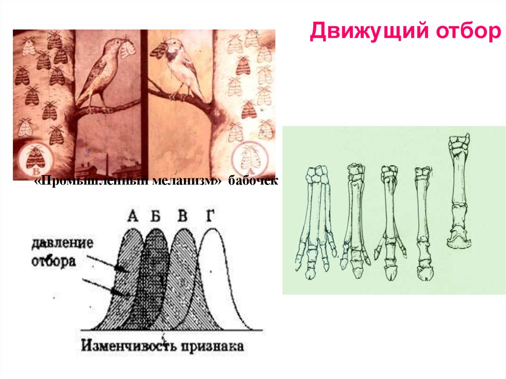 Движущий отбор. Движущий отбор бабочки. Движущий отбор давлению подвергаются. Движущий отбор слоны.