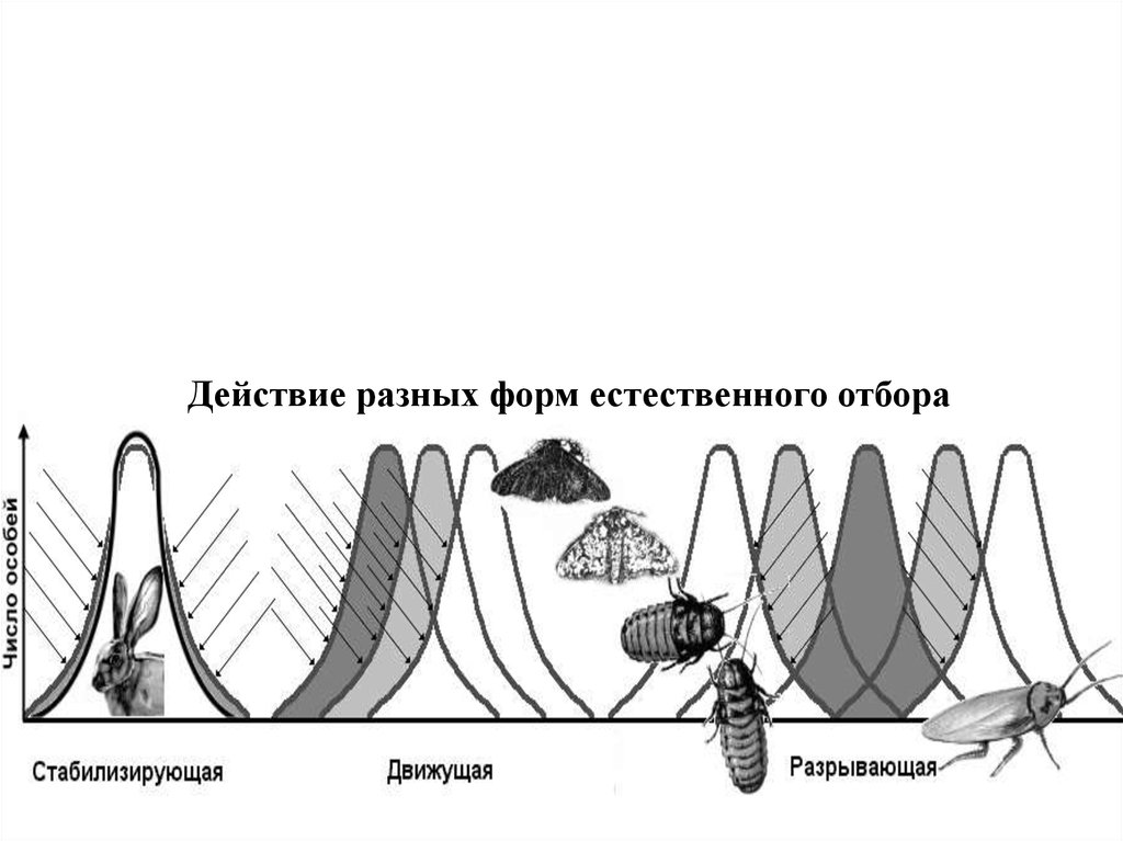 Схема стабилизирующего отбора