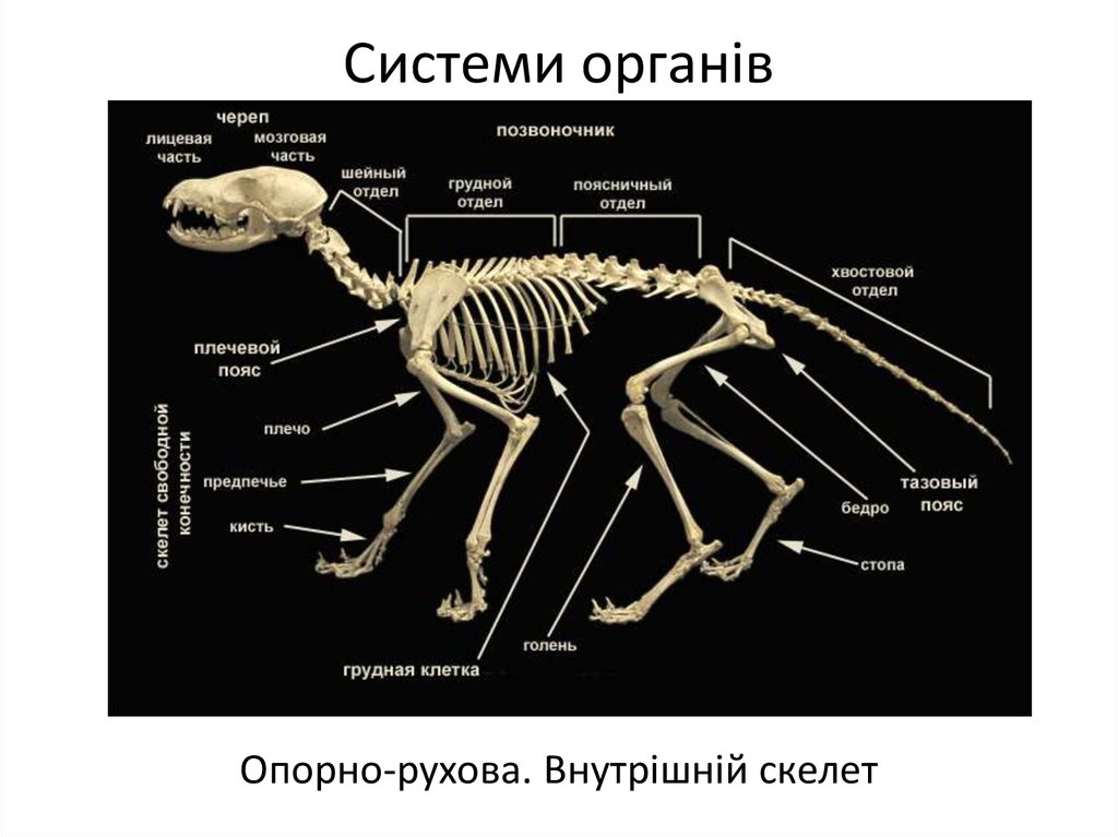 Определите отделы позвоночника млекопитающих. Отделы скелета млекопитающих. Строение скелета млекопитающих. Скелет млекопитающего 7 класс биология. Анатомия опорно двигательная система скелет.